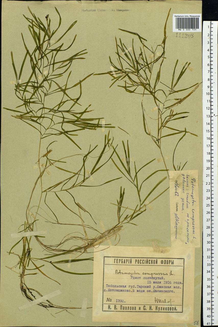 Potamogeton compressus L., Siberia, Western Siberia (S1) (Russia)