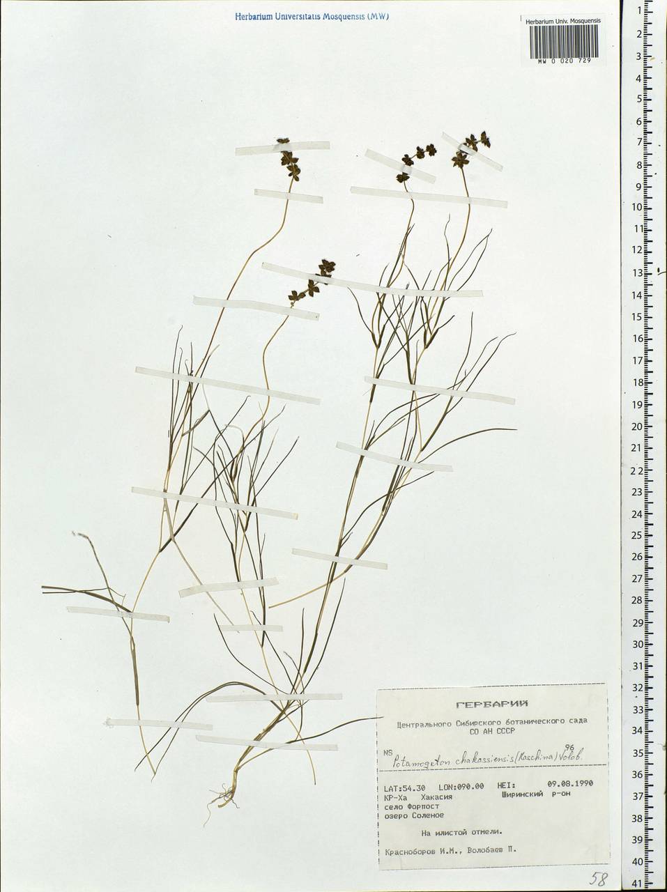 Stuckenia pectinata (L.) Börner, Siberia, Altai & Sayany Mountains (S2) (Russia)