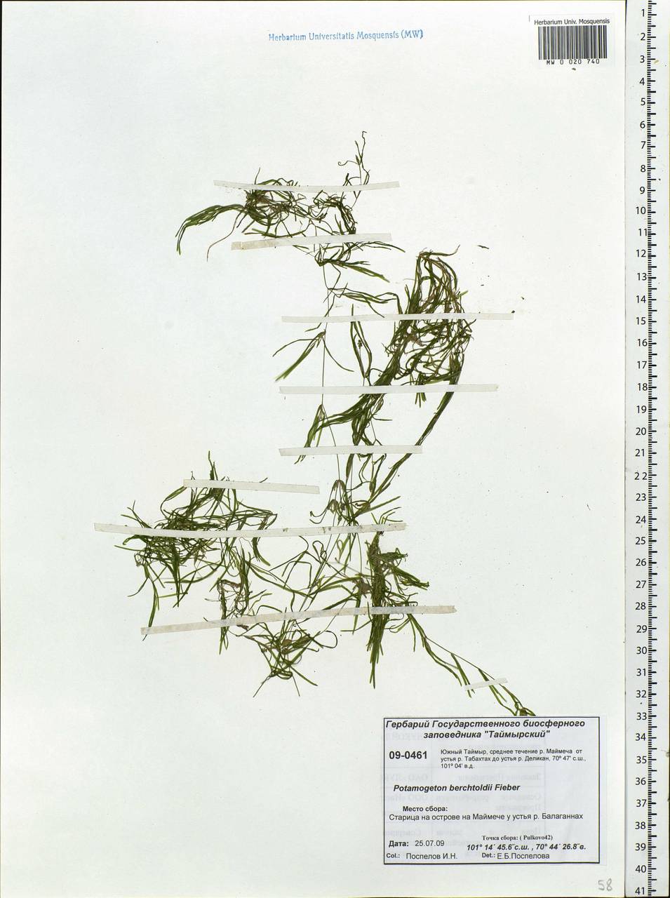 Potamogeton berchtoldii Fieber, Siberia, Central Siberia (S3) (Russia)