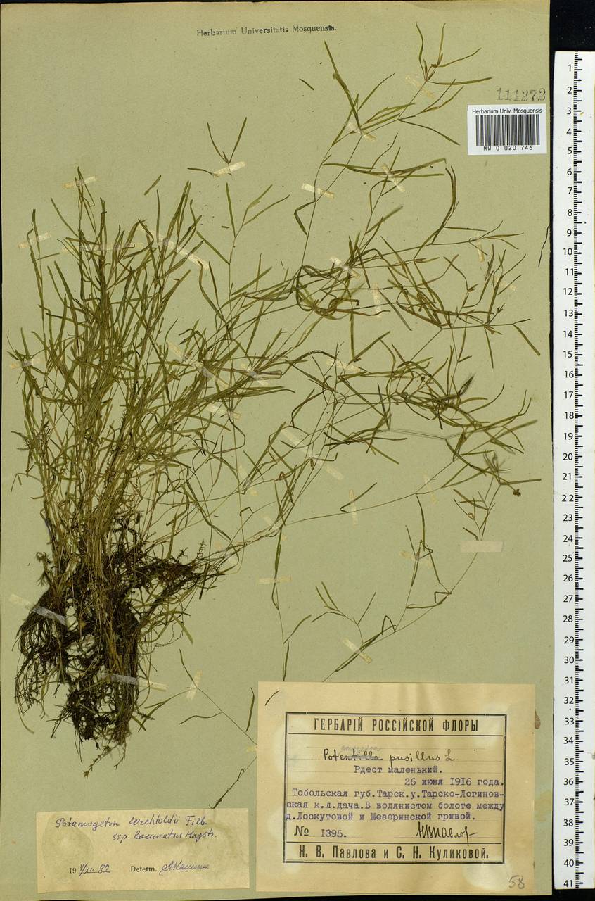 Potamogeton berchtoldii Fieber, Siberia, Western Siberia (S1) (Russia)