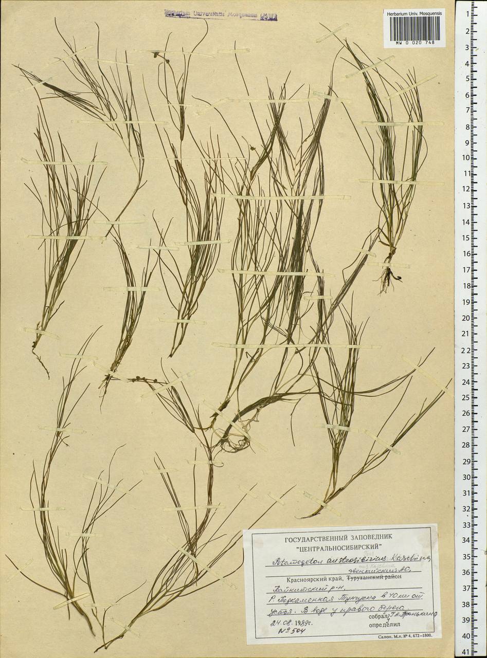 Stuckenia filiformis (Pers.) Börner, Siberia, Central Siberia (S3) (Russia)