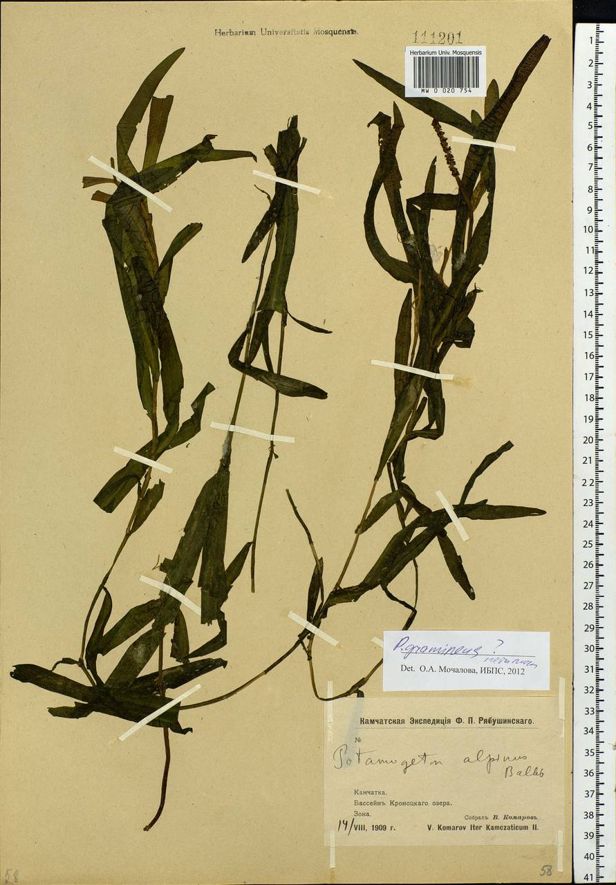 Potamogeton gramineus L., Siberia, Chukotka & Kamchatka (S7) (Russia)