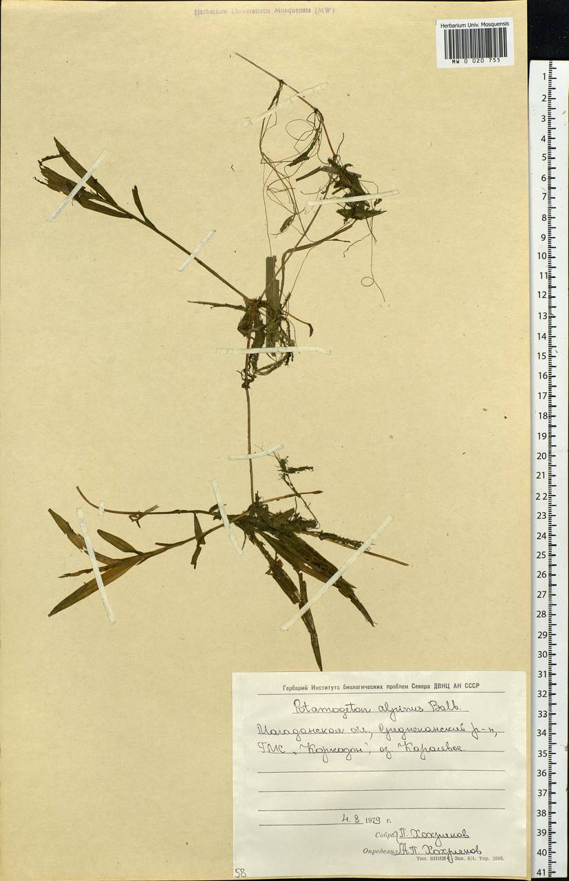 Potamogeton alpinus Balb., Siberia, Chukotka & Kamchatka (S7) (Russia)