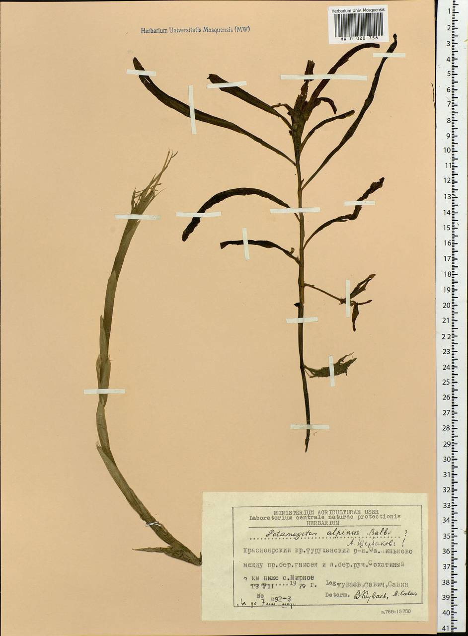 Potamogeton alpinus Balb., Siberia, Central Siberia (S3) (Russia)