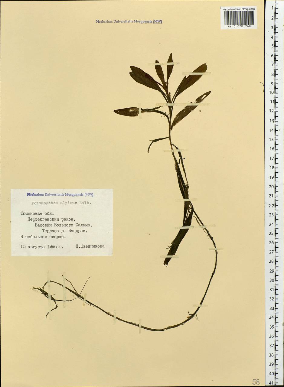 Potamogeton alpinus Balb., Siberia, Western Siberia (S1) (Russia)