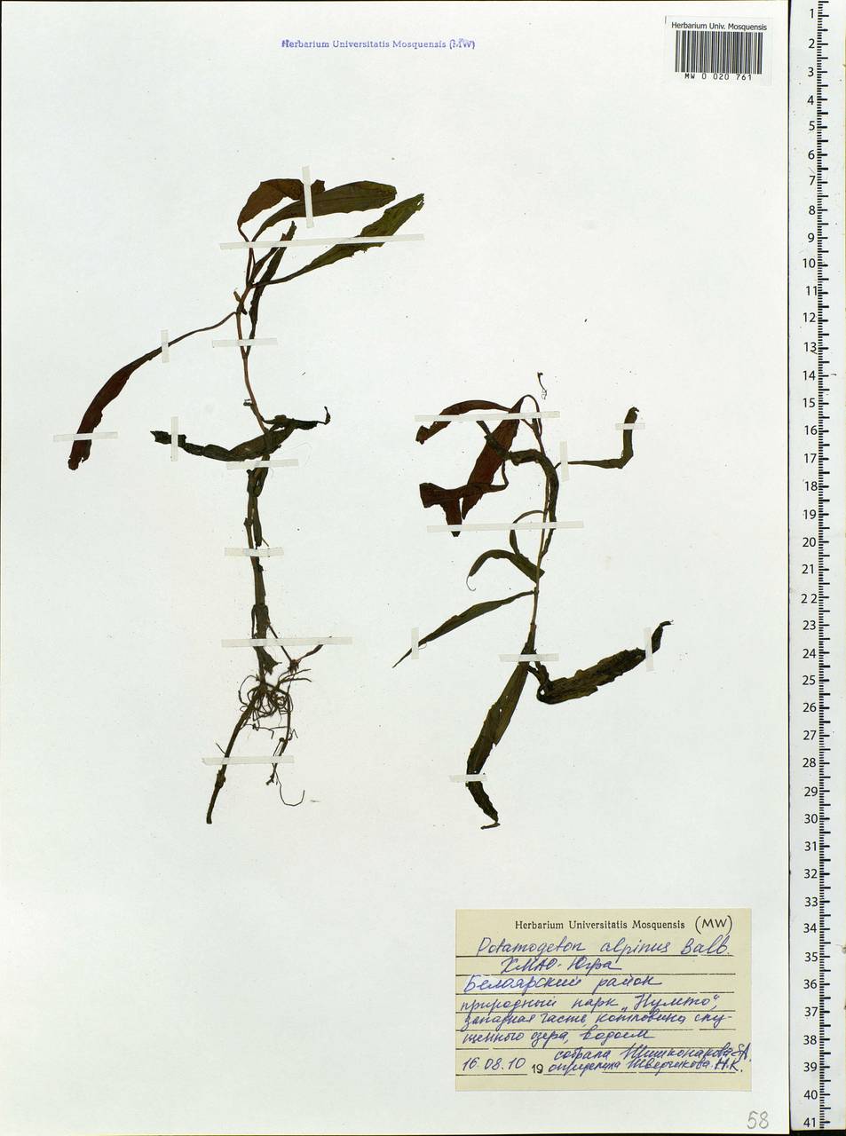Potamogeton alpinus Balb., Siberia, Western Siberia (S1) (Russia)