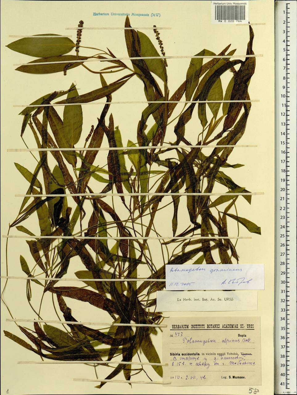 Potamogeton gramineus L., Siberia, Western Siberia (S1) (Russia)