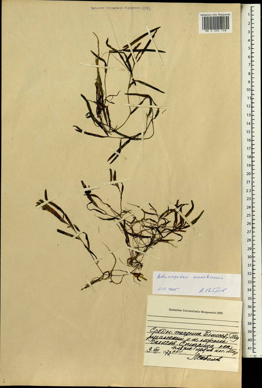 Potamogeton maackianus A.Benn., Siberia, Central Siberia (S3) (Russia)