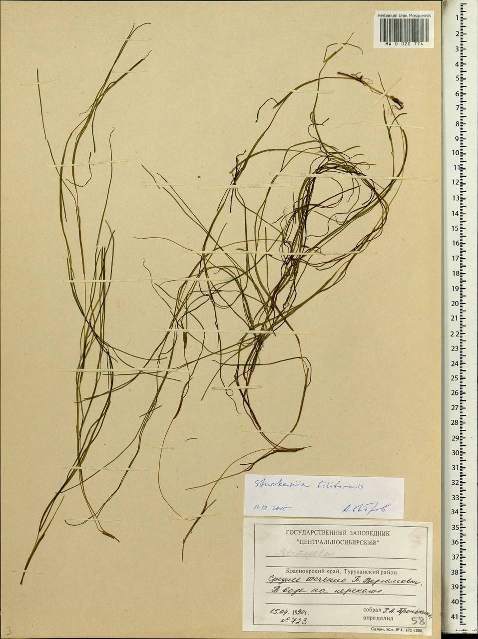 Stuckenia filiformis (Pers.) Börner, Siberia, Central Siberia (S3) (Russia)