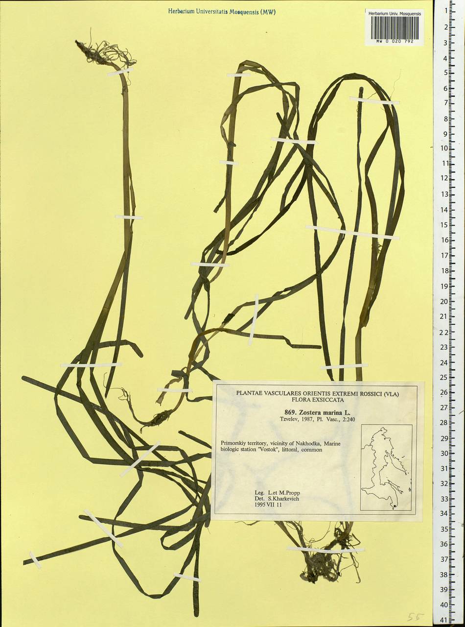Zostera marina L., Siberia, Russian Far East (S6) (Russia)