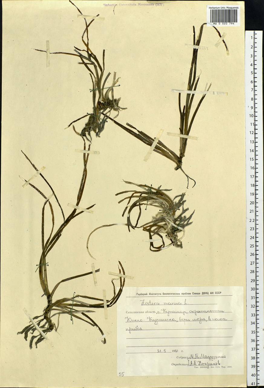 Zostera marina L., Siberia, Russian Far East (S6) (Russia)