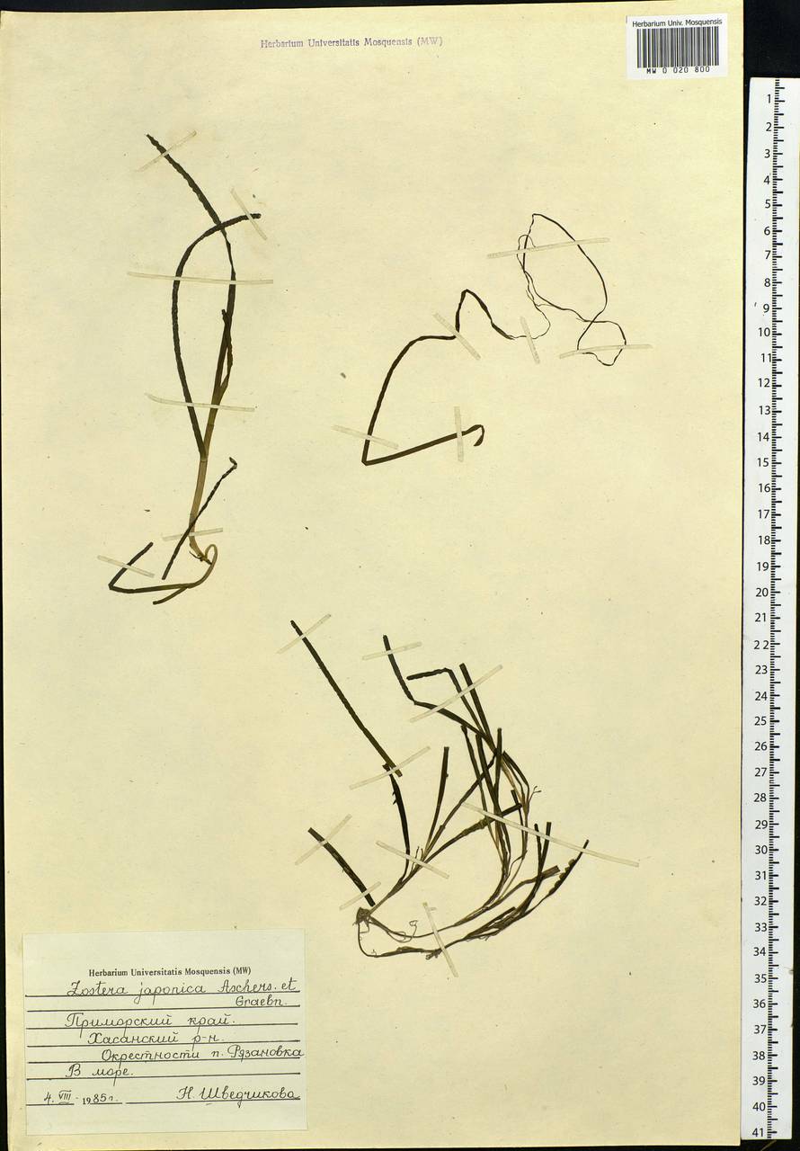 Zostera japonica Asch. & Graebn., Siberia, Russian Far East (S6) (Russia)