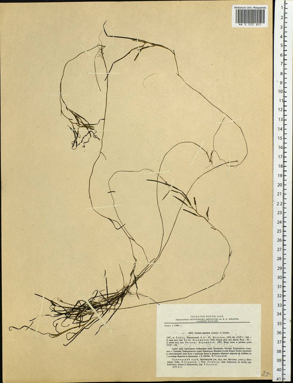 Zostera japonica Asch. & Graebn., Siberia, Russian Far East (S6) (Russia)