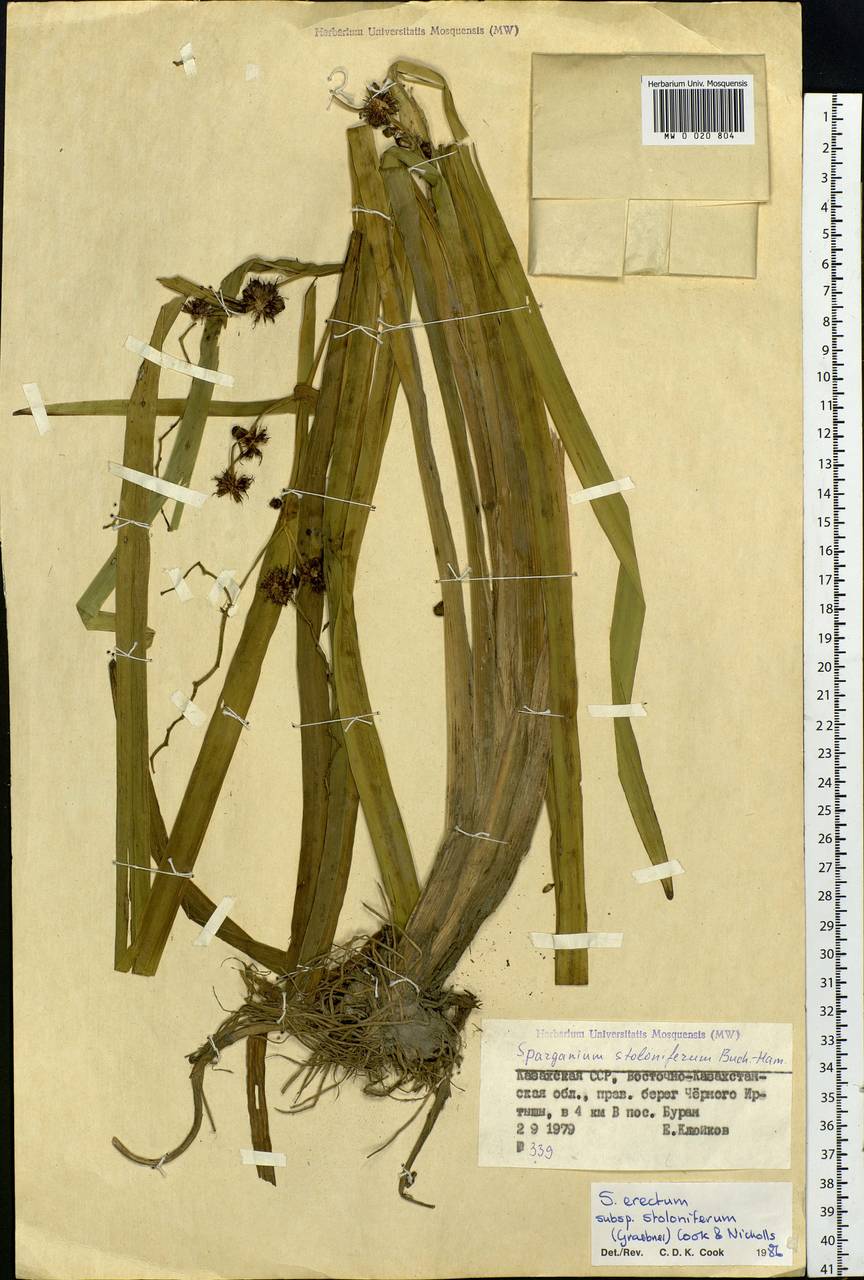 Sparganium stoloniferum (Buch.-Ham. ex Graebn.) Buch.-Ham. ex Juz., Middle Asia, Muyunkumy, Balkhash & Betpak-Dala (M9) (Kazakhstan)