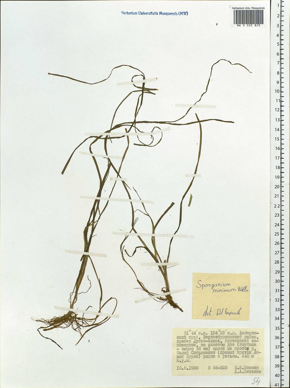 Sparganium natans L., Siberia, Russian Far East (S6) (Russia)