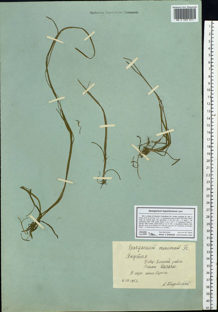 Sparganium hyperboreum Laest. ex Beurl., Siberia, Yakutia (S5) (Russia)