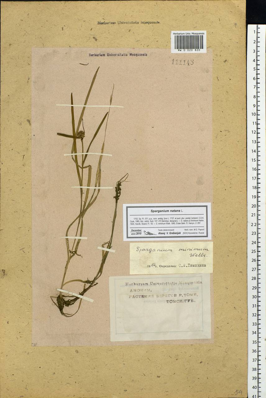 Sparganium natans L., Siberia, Western Siberia (S1) (Russia)