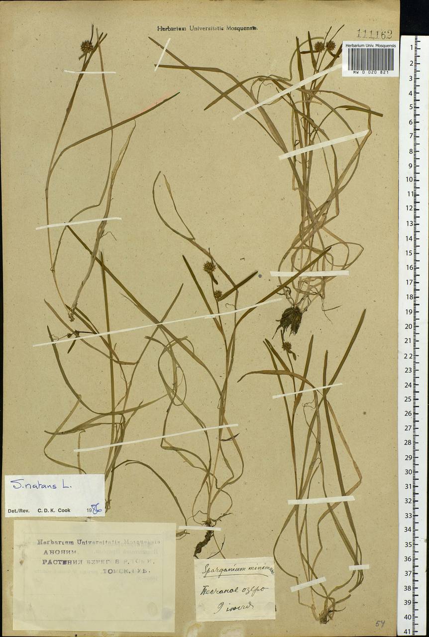 Sparganium natans L., Siberia, Western Siberia (S1) (Russia)