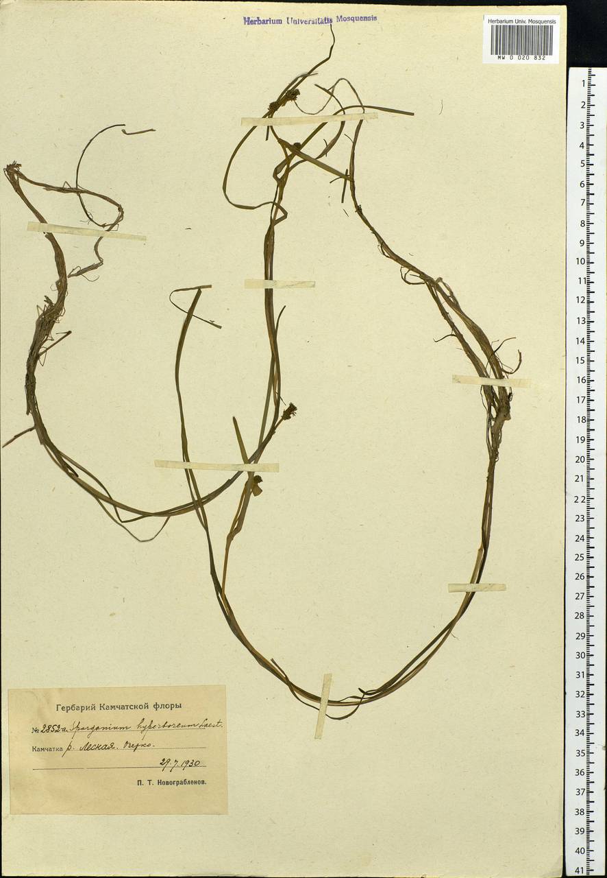 Sparganium hyperboreum Laest. ex Beurl., Siberia, Chukotka & Kamchatka (S7) (Russia)