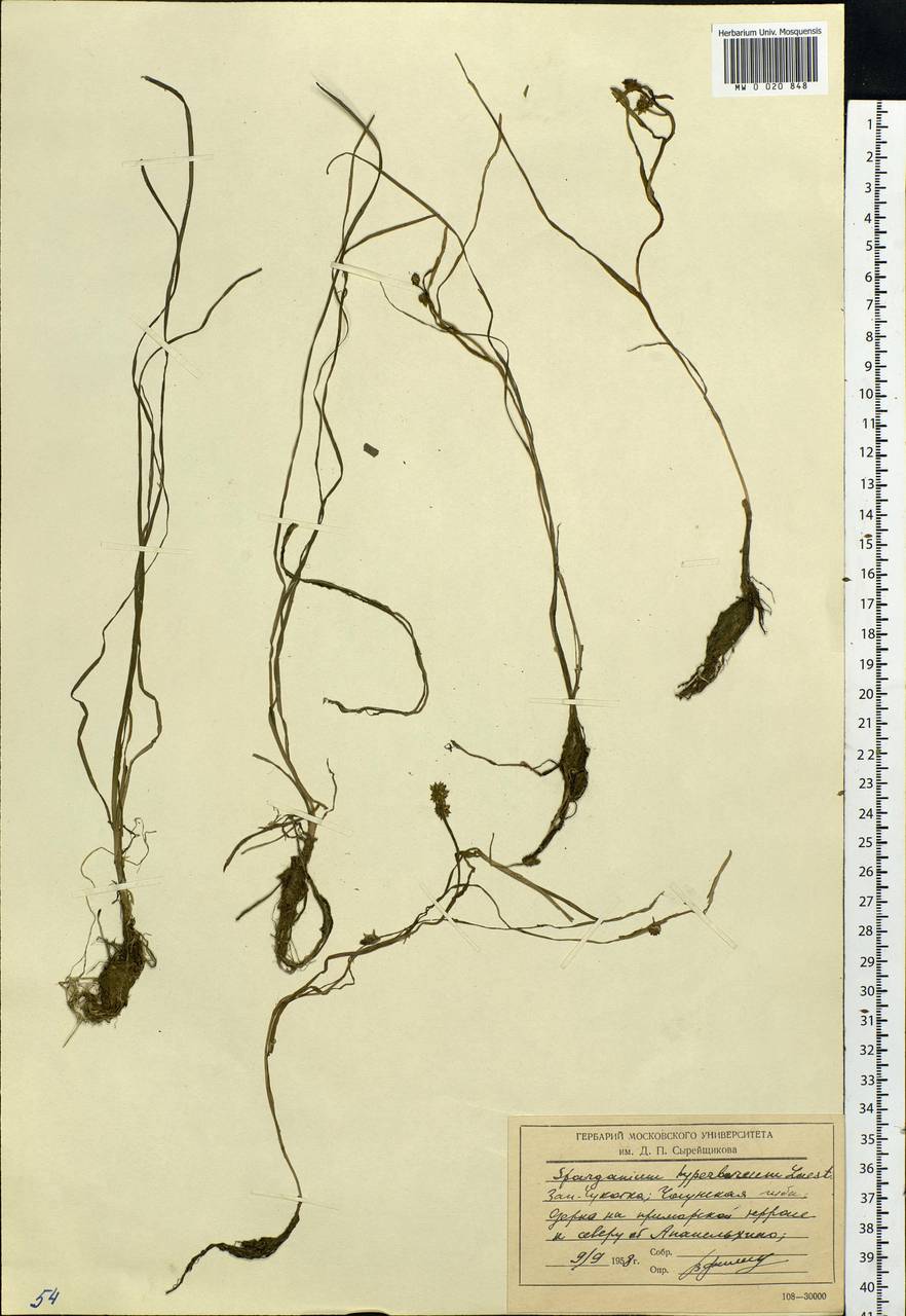 Sparganium hyperboreum Laest. ex Beurl., Siberia, Chukotka & Kamchatka (S7) (Russia)