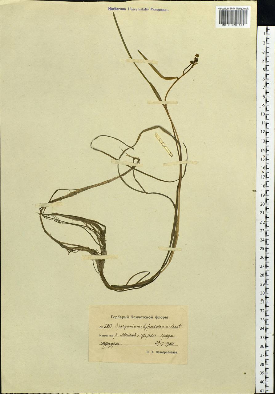 Sparganium hyperboreum Laest. ex Beurl., Siberia, Chukotka & Kamchatka (S7) (Russia)