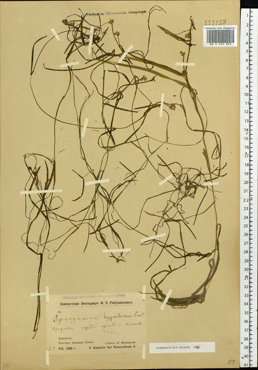 Sparganium hyperboreum Laest. ex Beurl., Siberia, Chukotka & Kamchatka (S7) (Russia)