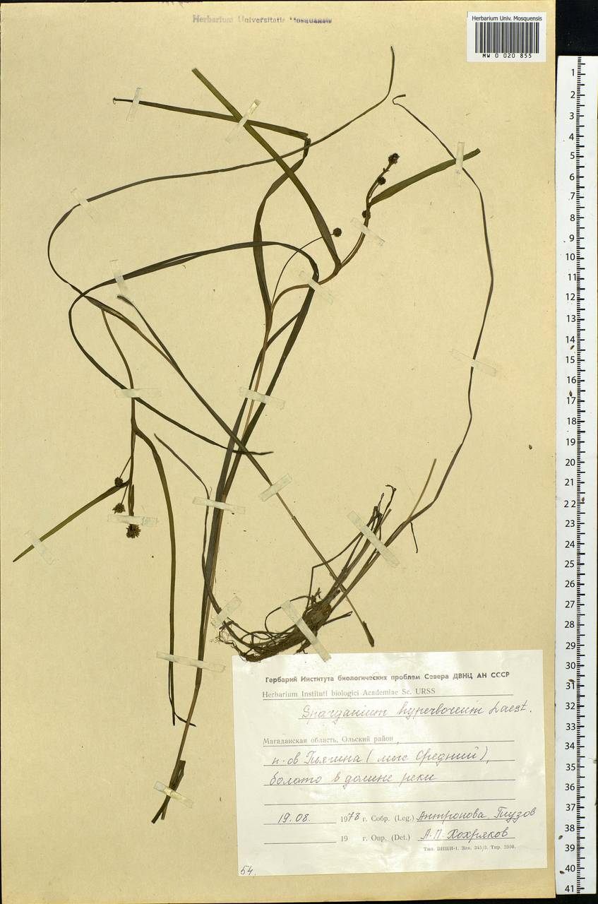 Sparganium hyperboreum Laest. ex Beurl., Siberia, Chukotka & Kamchatka (S7) (Russia)