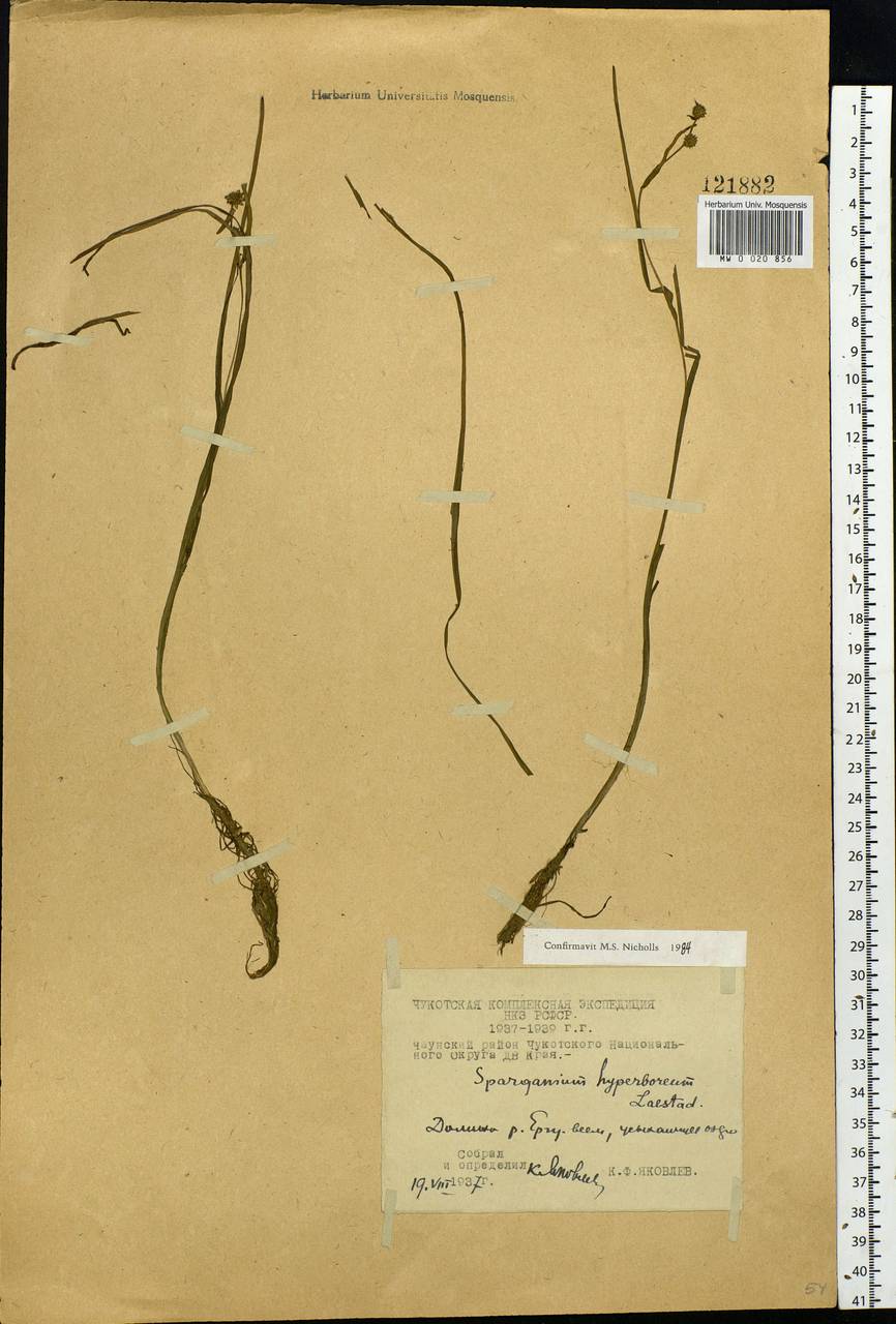 Sparganium hyperboreum Laest. ex Beurl., Siberia, Chukotka & Kamchatka (S7) (Russia)