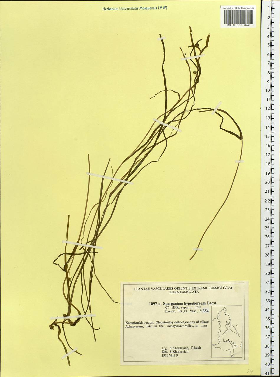 Sparganium hyperboreum Laest. ex Beurl., Siberia, Chukotka & Kamchatka (S7) (Russia)