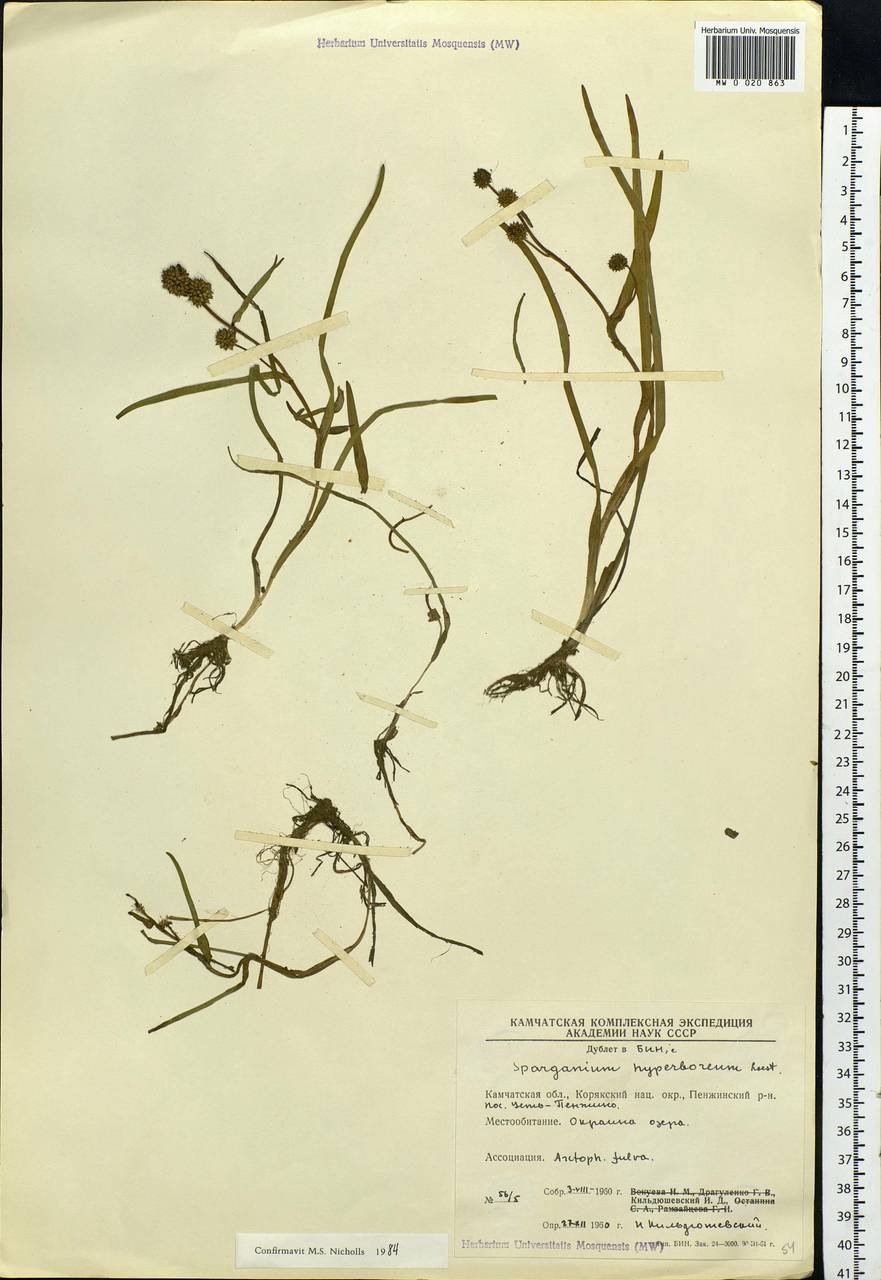 Sparganium hyperboreum Laest. ex Beurl., Siberia, Chukotka & Kamchatka (S7) (Russia)