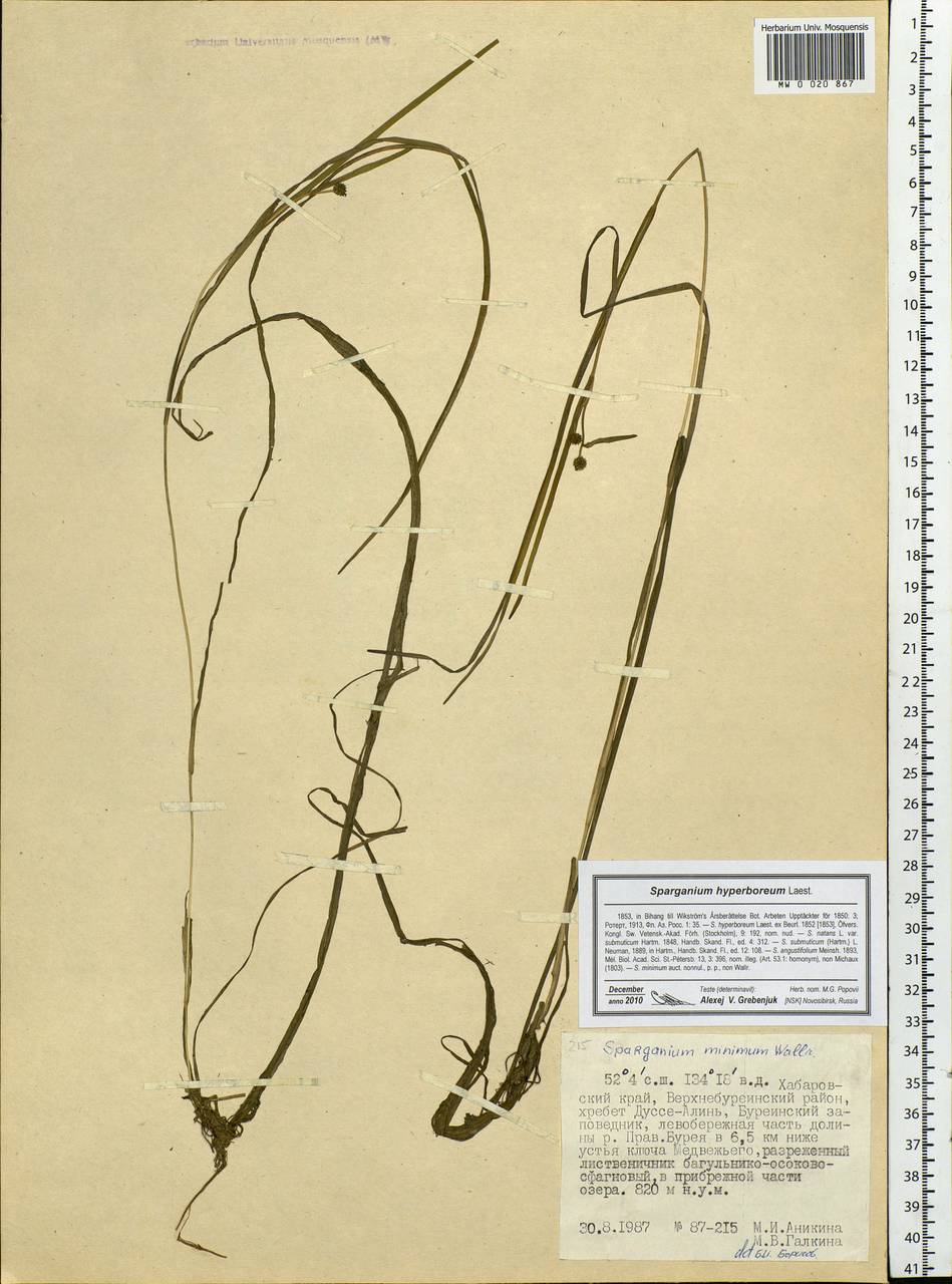 Sparganium hyperboreum Laest. ex Beurl., Siberia, Russian Far East (S6) (Russia)