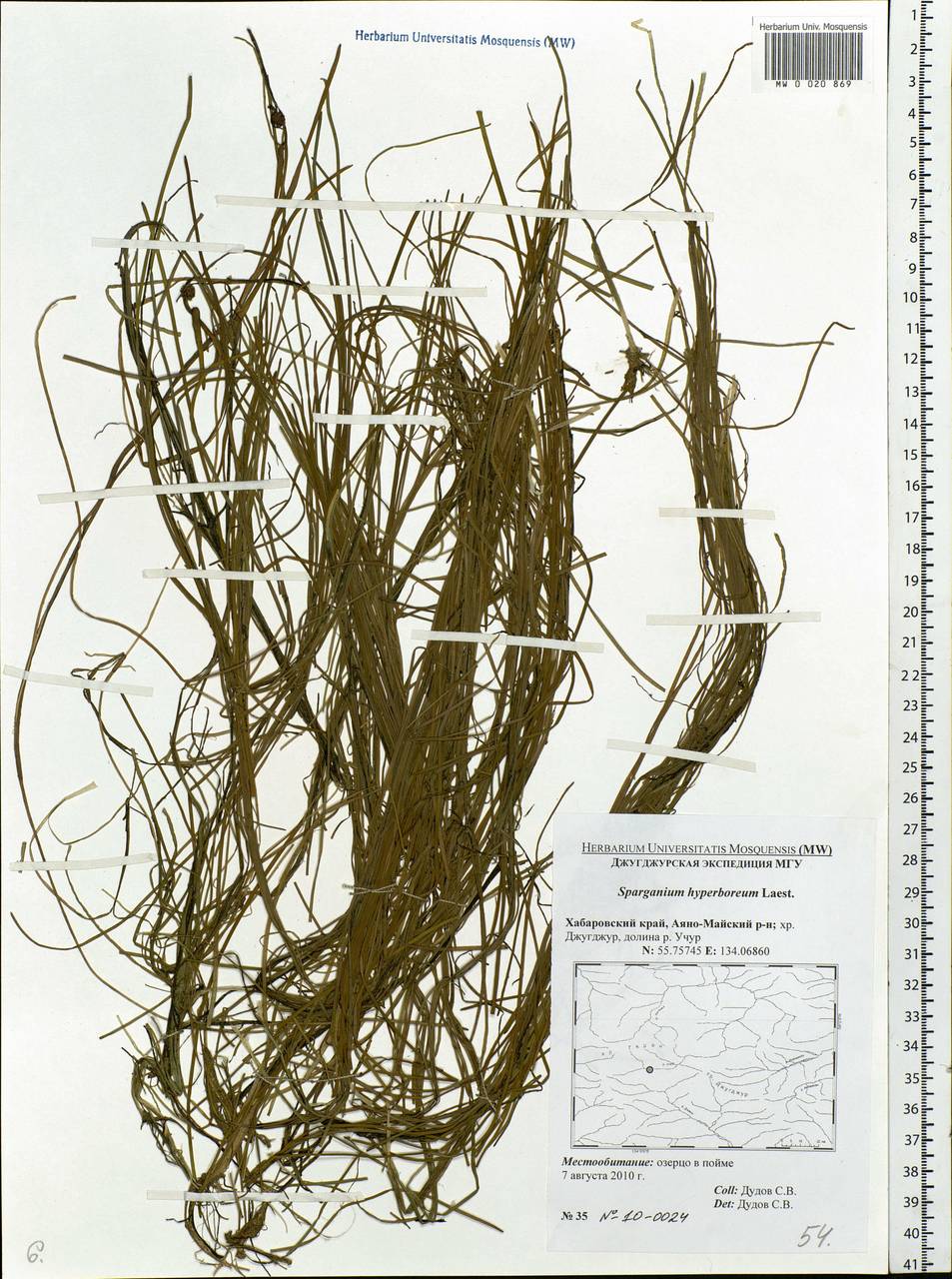 Sparganium hyperboreum Laest. ex Beurl., Siberia, Russian Far East (S6) (Russia)