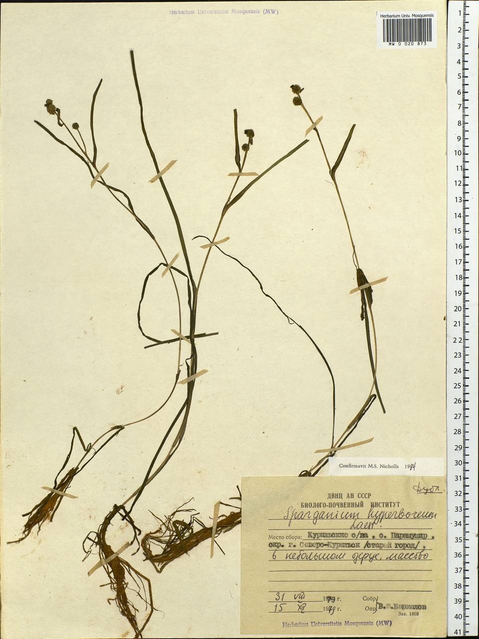 Sparganium hyperboreum Laest. ex Beurl., Siberia, Russian Far East (S6) (Russia)