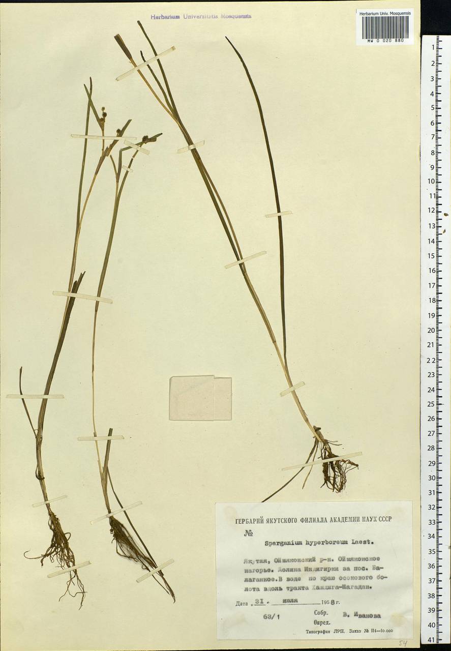 Sparganium hyperboreum Laest. ex Beurl., Siberia, Yakutia (S5) (Russia)