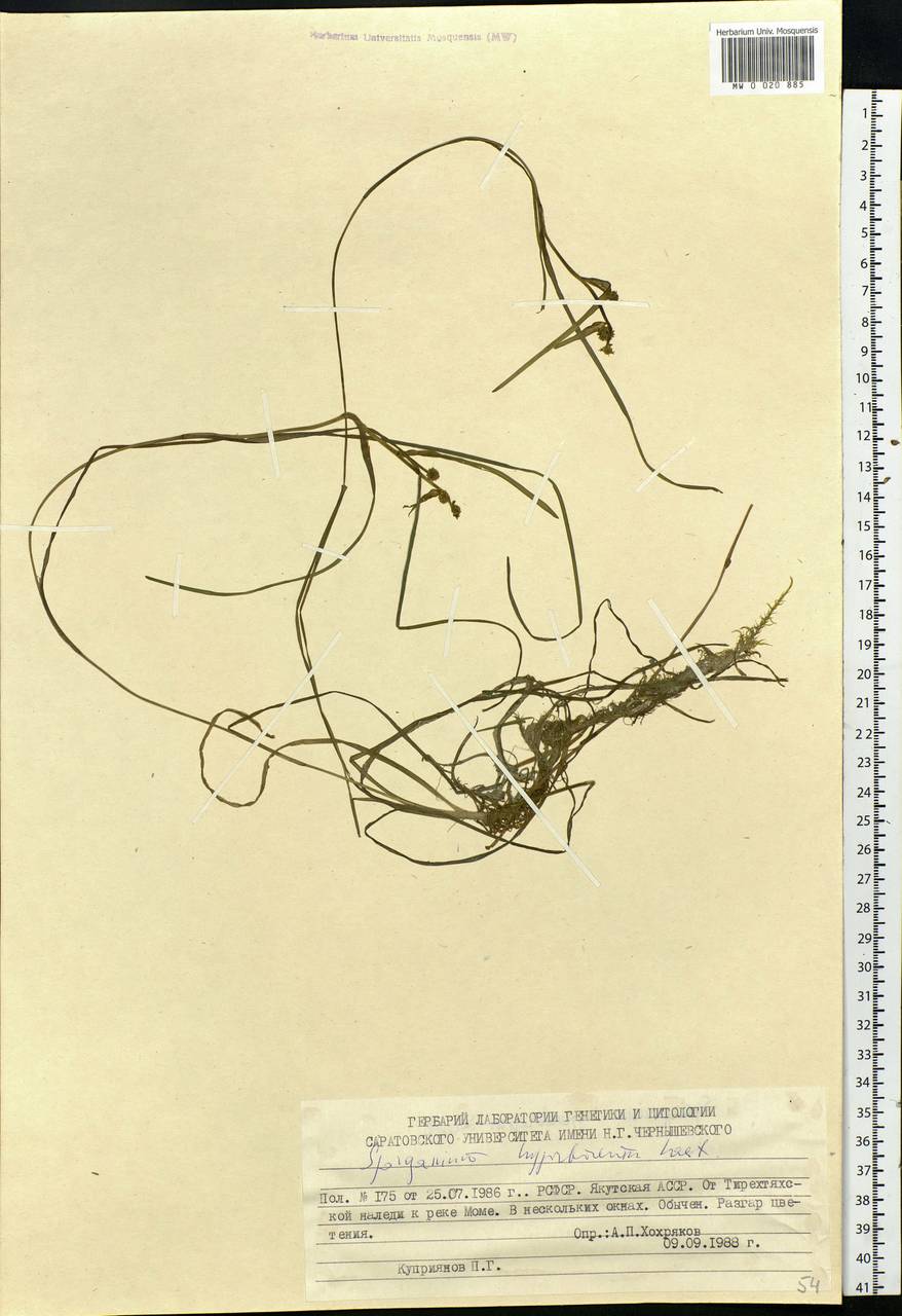 Sparganium hyperboreum Laest. ex Beurl., Siberia, Yakutia (S5) (Russia)
