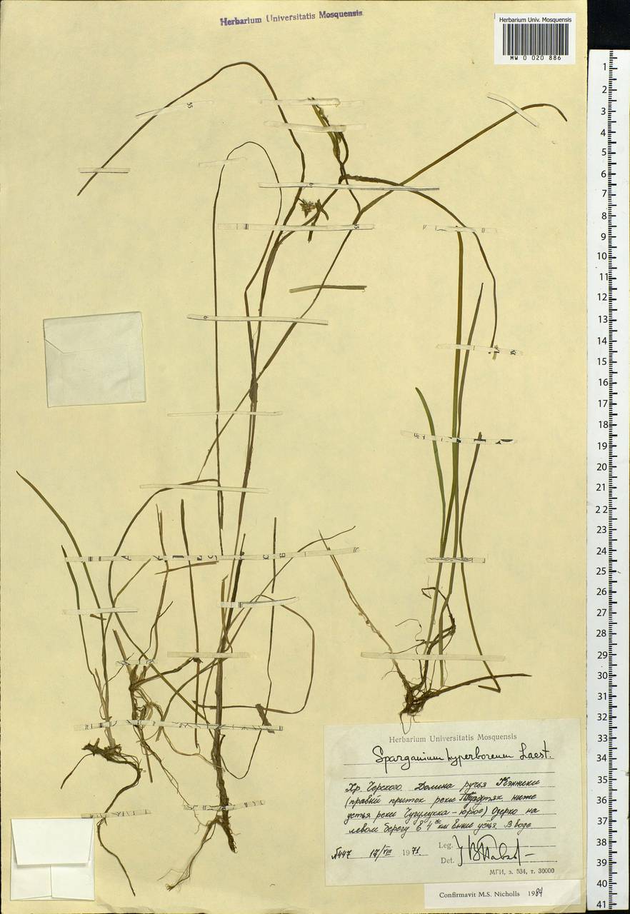 Sparganium hyperboreum Laest. ex Beurl., Siberia, Yakutia (S5) (Russia)