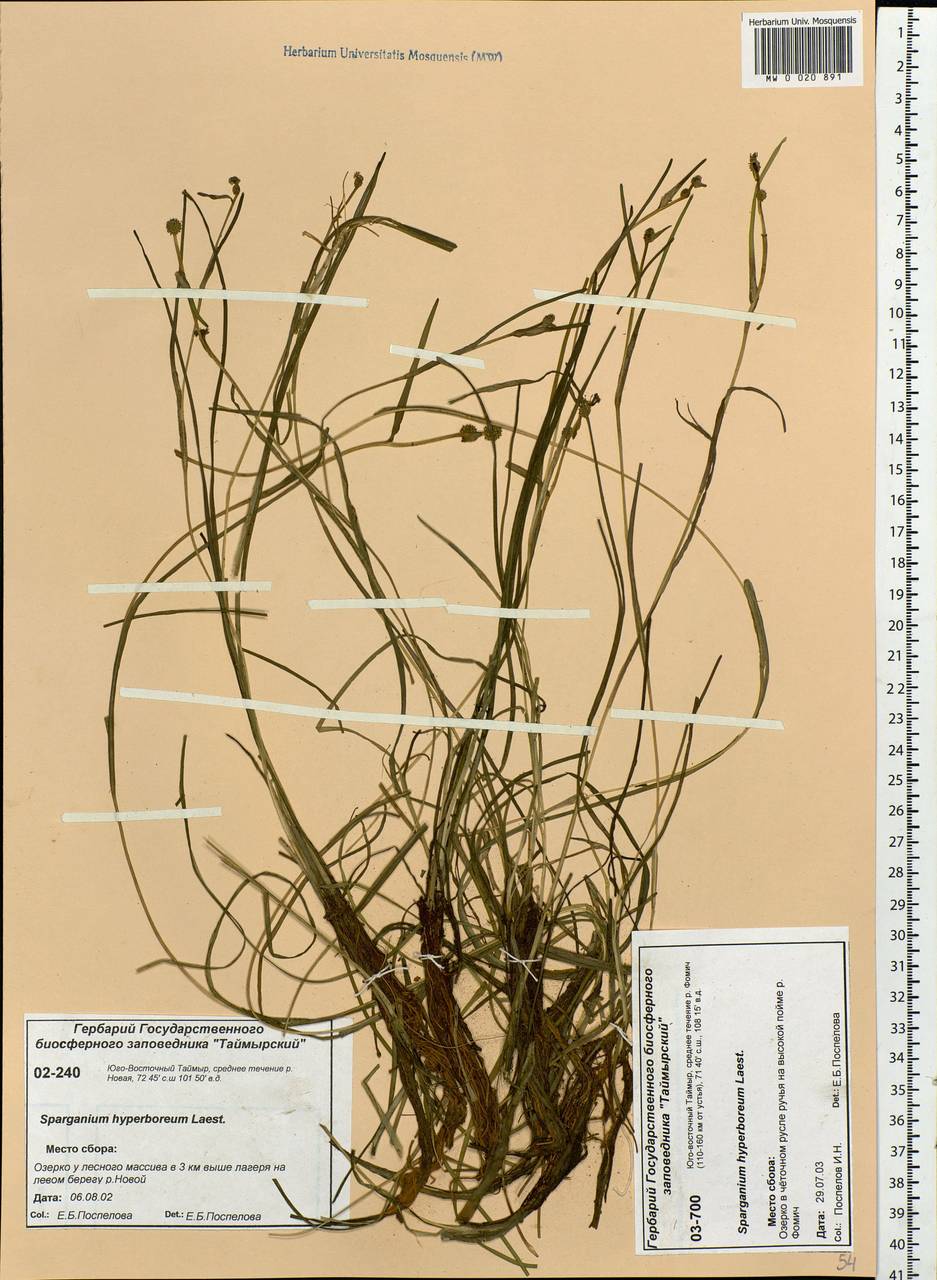 Sparganium hyperboreum Laest. ex Beurl., Siberia, Central Siberia (S3) (Russia)