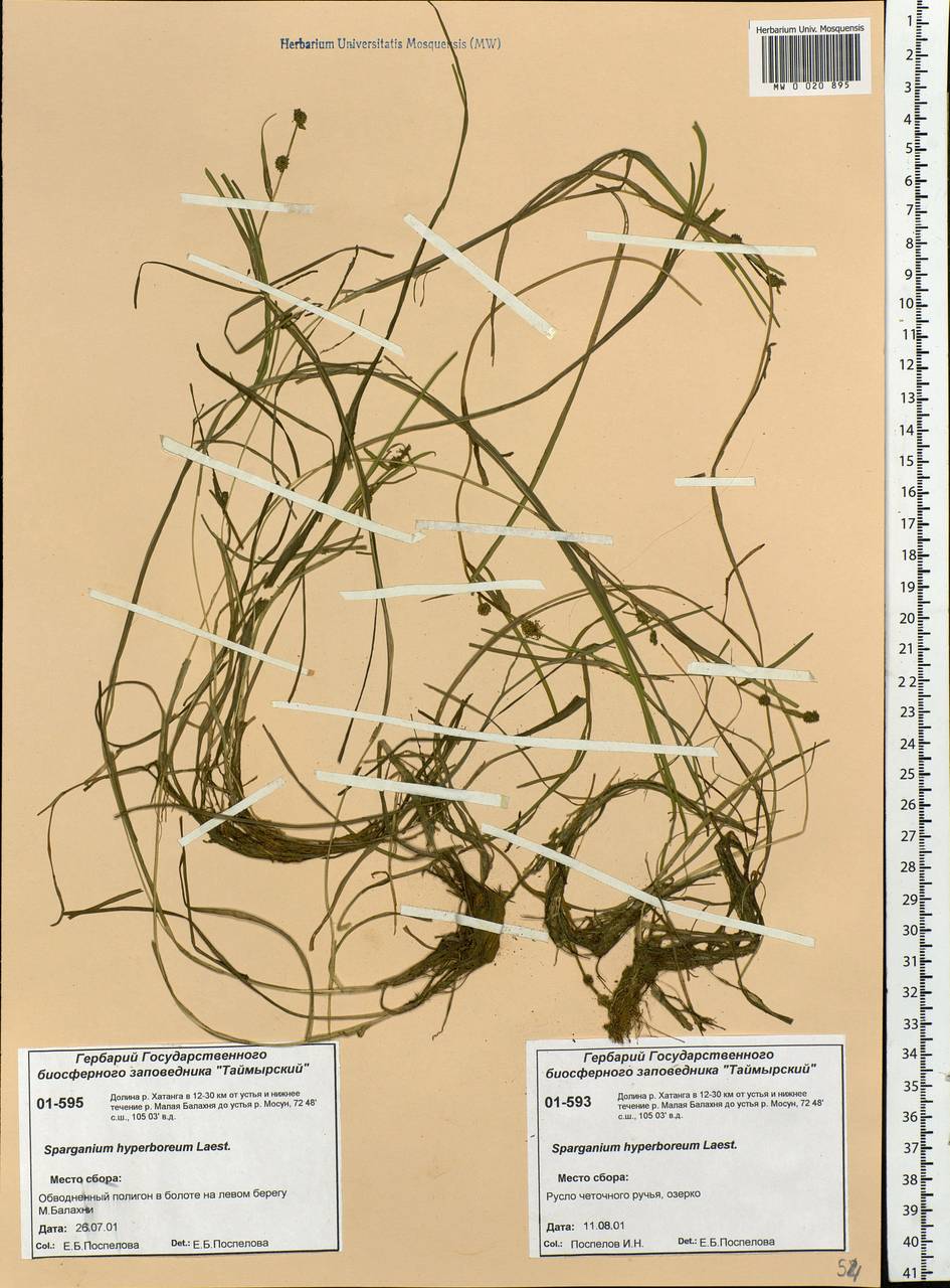 Sparganium hyperboreum Laest. ex Beurl., Siberia, Central Siberia (S3) (Russia)