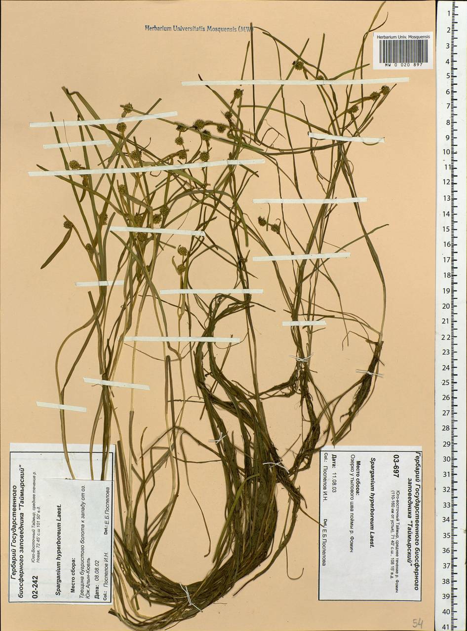 Sparganium hyperboreum Laest. ex Beurl., Siberia, Central Siberia (S3) (Russia)