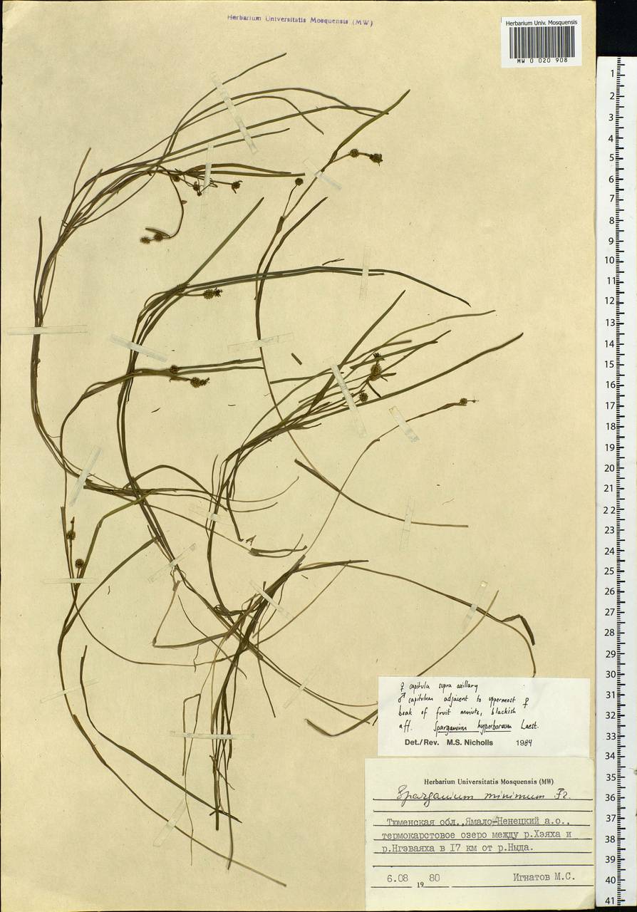 Sparganium hyperboreum Laest. ex Beurl., Siberia, Western Siberia (S1) (Russia)