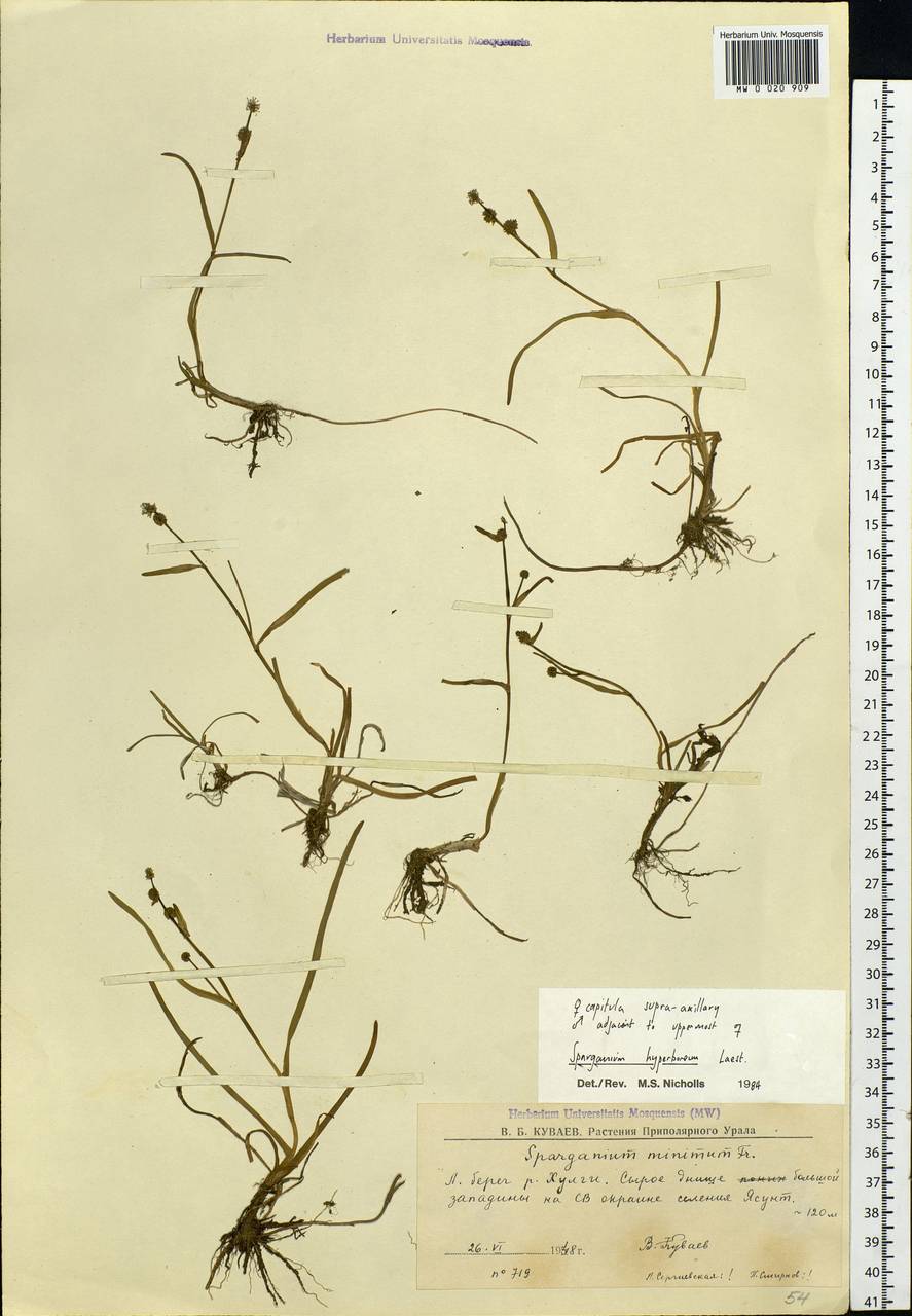 Sparganium hyperboreum Laest. ex Beurl., Siberia, Western Siberia (S1) (Russia)