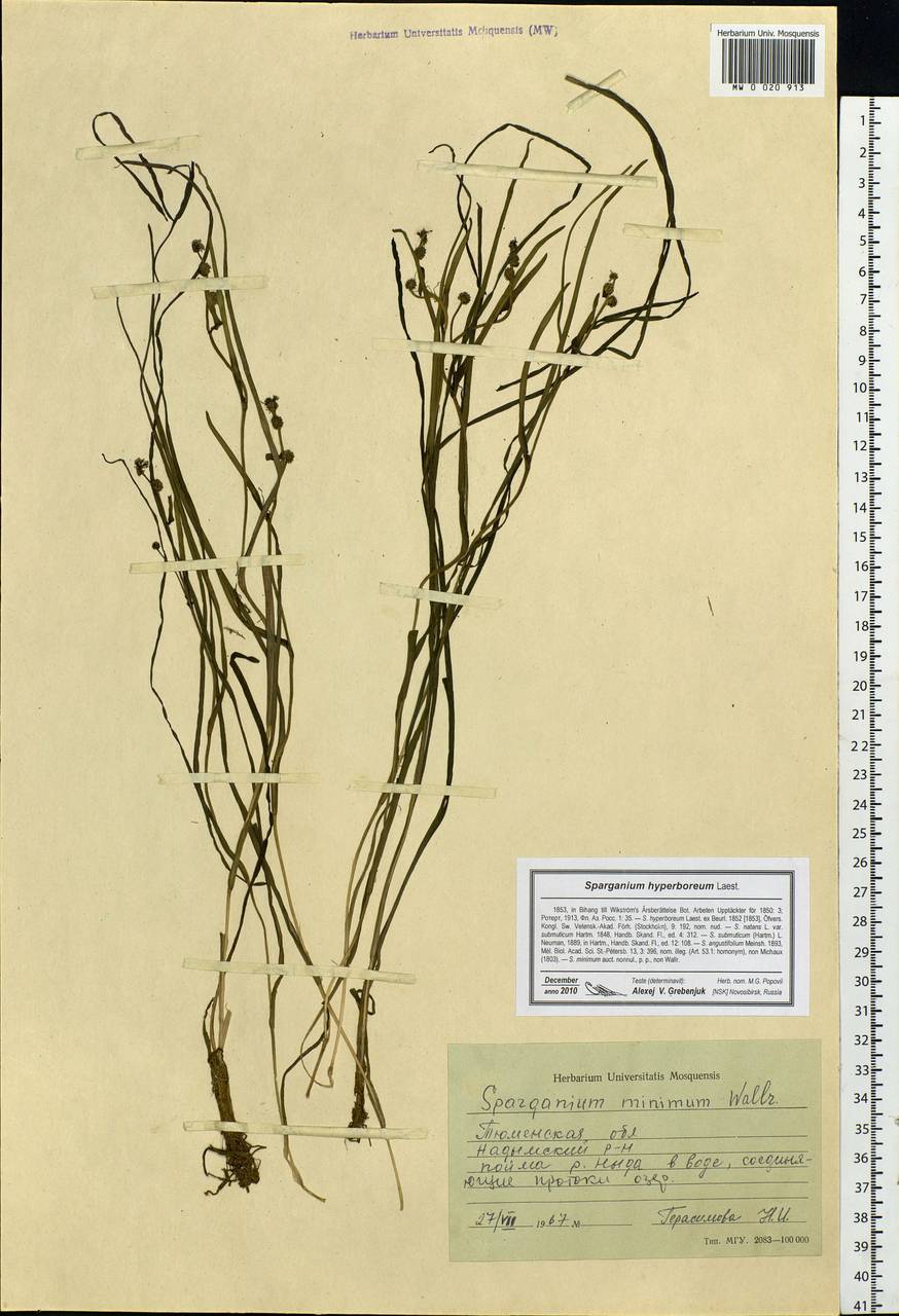 Sparganium hyperboreum Laest. ex Beurl., Siberia, Western Siberia (S1) (Russia)