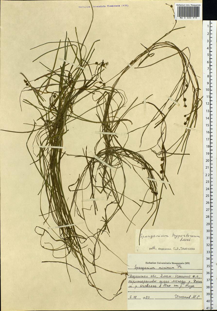 Sparganium hyperboreum Laest. ex Beurl., Siberia, Western Siberia (S1) (Russia)