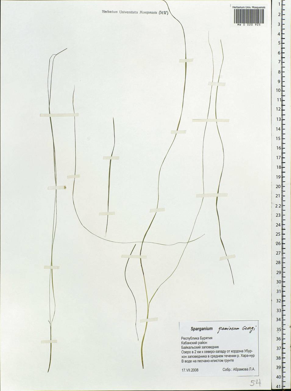 Sparganium gramineum Georgi, Siberia, Baikal & Transbaikal region (S4) (Russia)