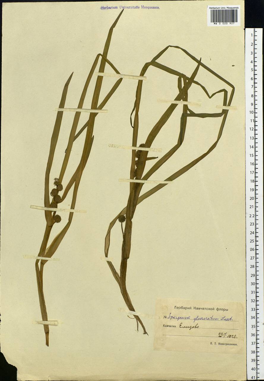 Sparganium glomeratum (Laest. ex Beurl.) Beurl., Siberia, Chukotka & Kamchatka (S7) (Russia)