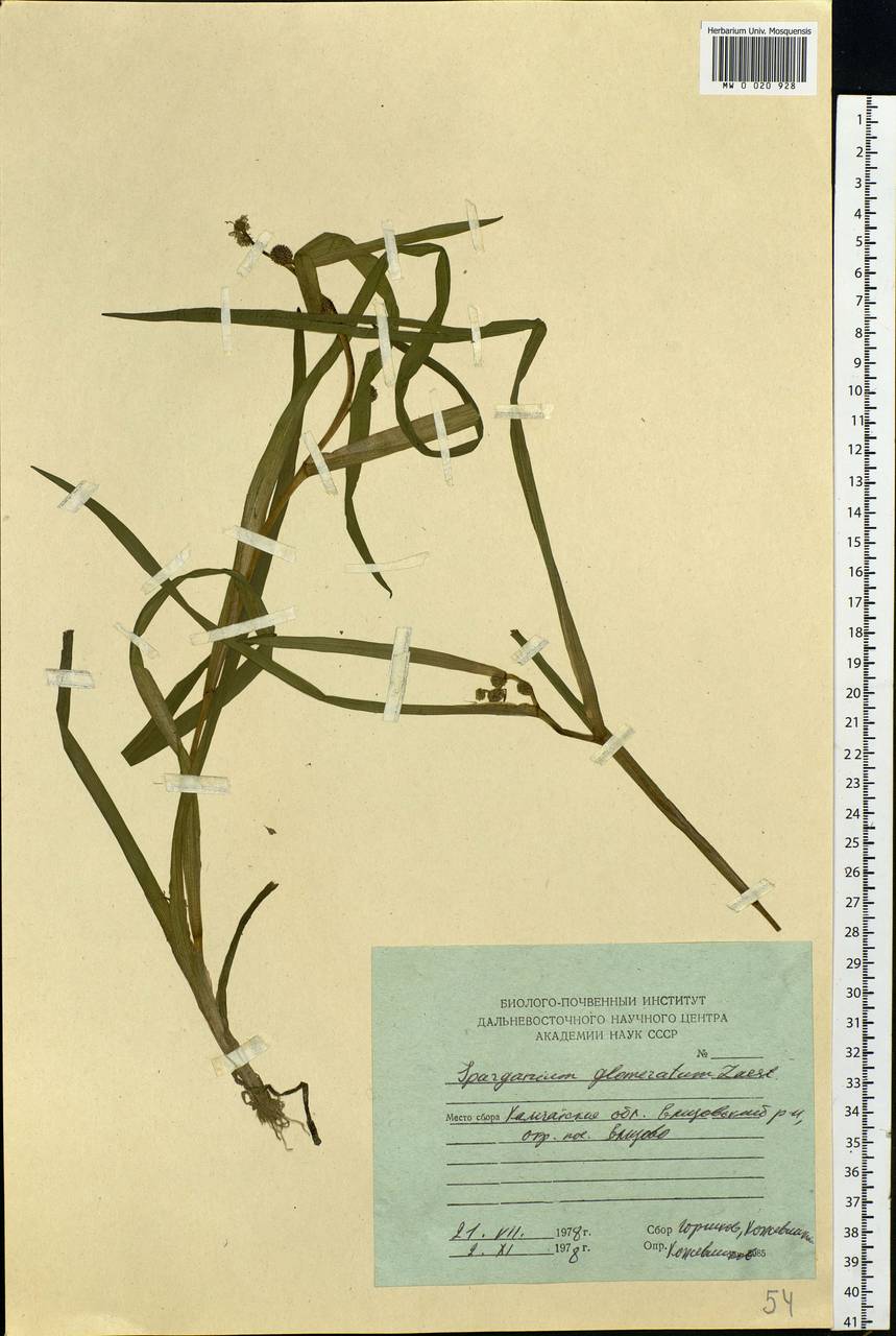 Sparganium glomeratum (Laest. ex Beurl.) Beurl., Siberia, Chukotka & Kamchatka (S7) (Russia)