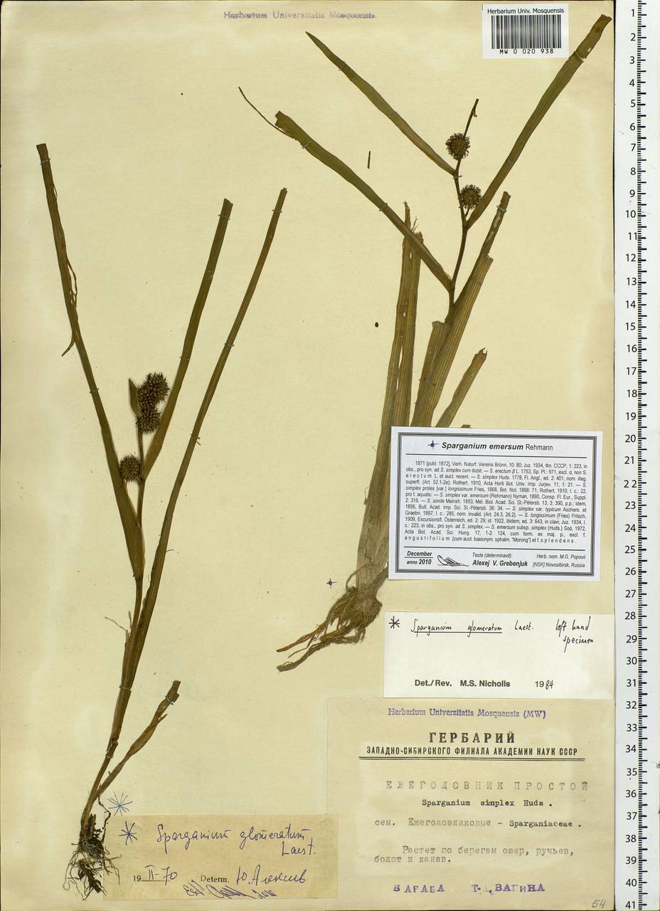 Sparganium glomeratum (Laest. ex Beurl.) Beurl., Siberia, Western Siberia (S1) (Russia)