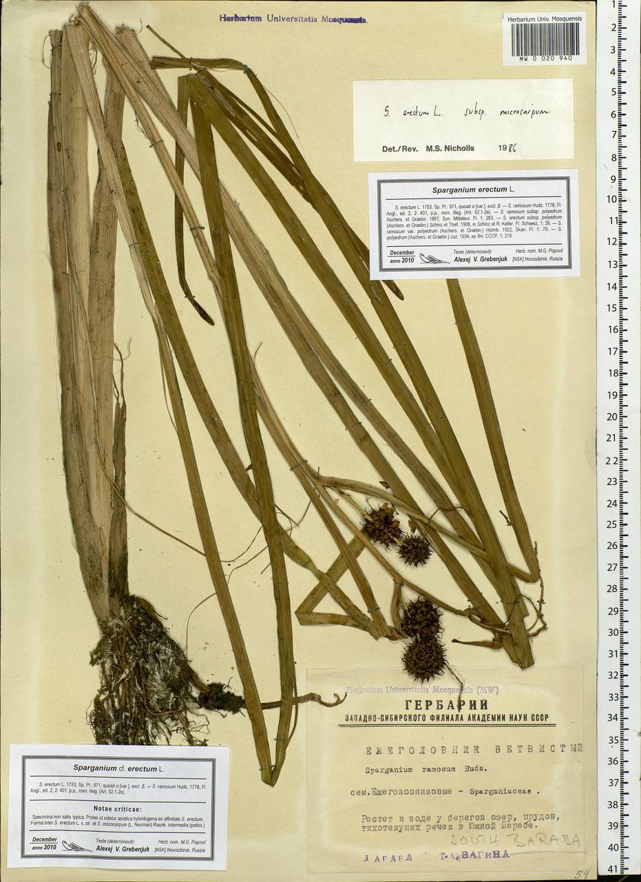 Sparganium erectum L., Siberia, Western Siberia (S1) (Russia)