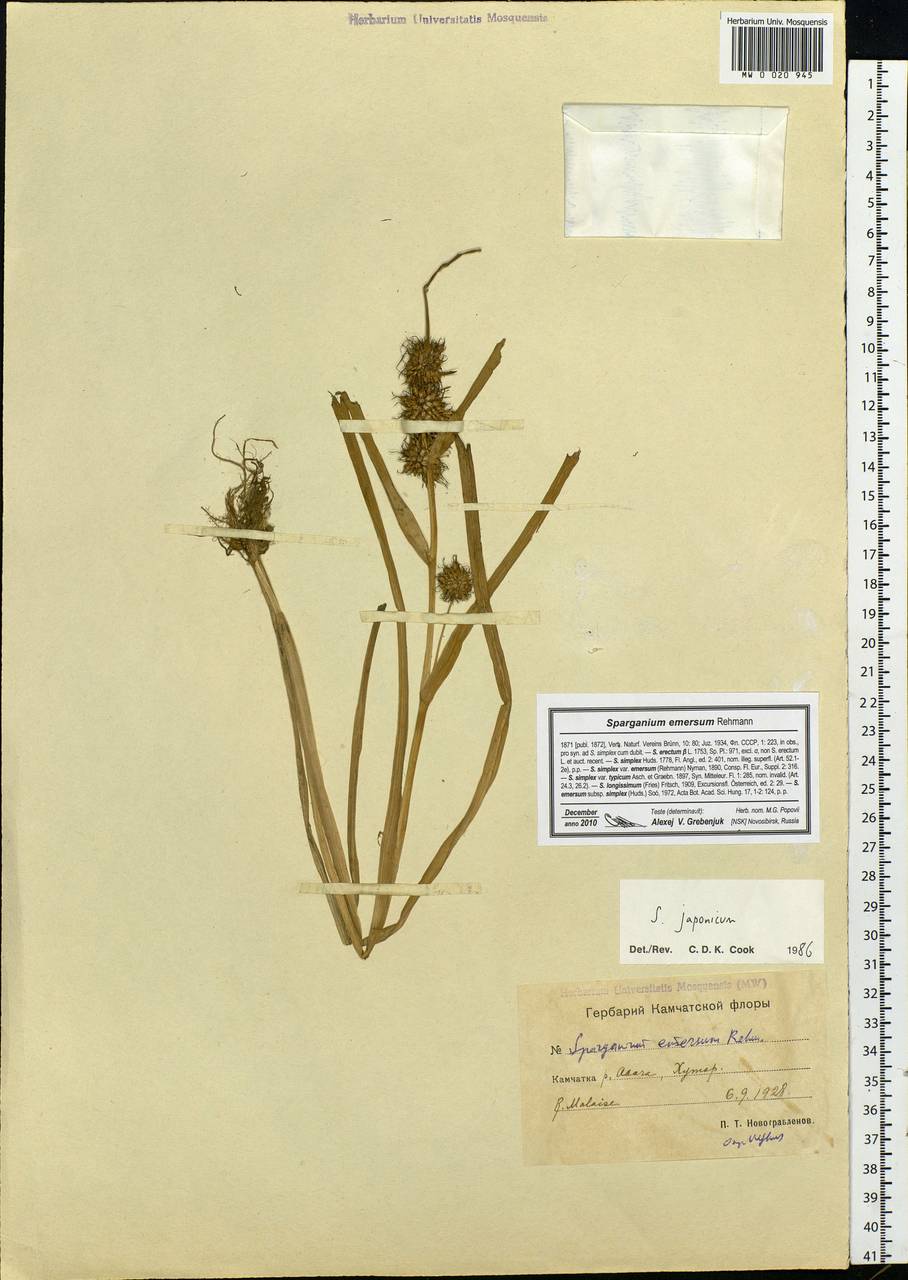 Sparganium emersum Rehmann, Siberia, Chukotka & Kamchatka (S7) (Russia)