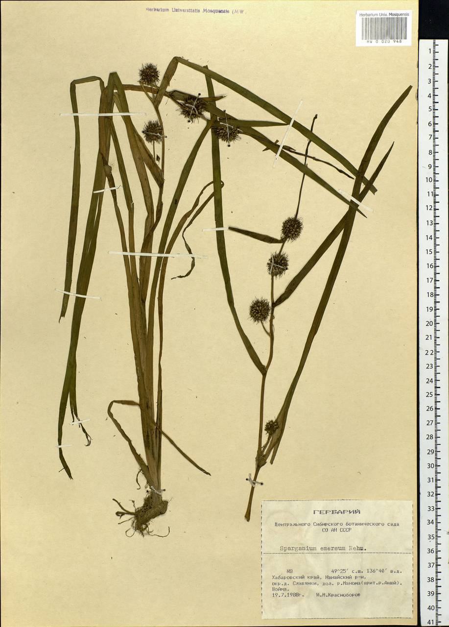 Sparganium emersum Rehmann, Siberia, Russian Far East (S6) (Russia)